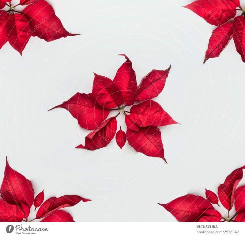 Christmas star or Advent star red leaves on white Shopping Style Design Winter Decoration Feasts & Celebrations Christmas & Advent Nature Plant Leaf Blossom