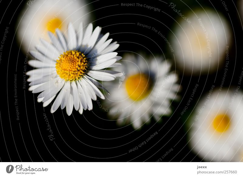Margritli Nature Plant Spring Summer Flower Blossoming Yellow Black White Daisy Colour photo Exterior shot Close-up Deserted Neutral Background Day Light Shadow