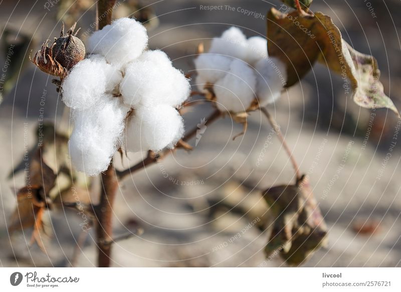 Fiber cotton in a field in full harvest, near Charkilik, China. Nature Landscape Plant Leaf Field Cloth Vacation & Travel Growth Authentic White fiber cotton