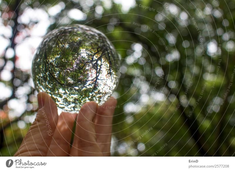 Tree Branches and Leaves Captured in Glass Ball Design Beautiful Hand Fingers Art Environment Nature Landscape Earth Autumn Leaf Globe Fresh Uniqueness Funny