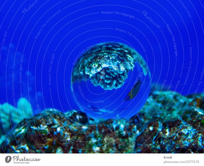 Glass Ball Underwater Captures Fish and Diver Reflection Joy Beautiful Relaxation Vacation & Travel Adventure Ocean Sports Environment Nature Virgin forest