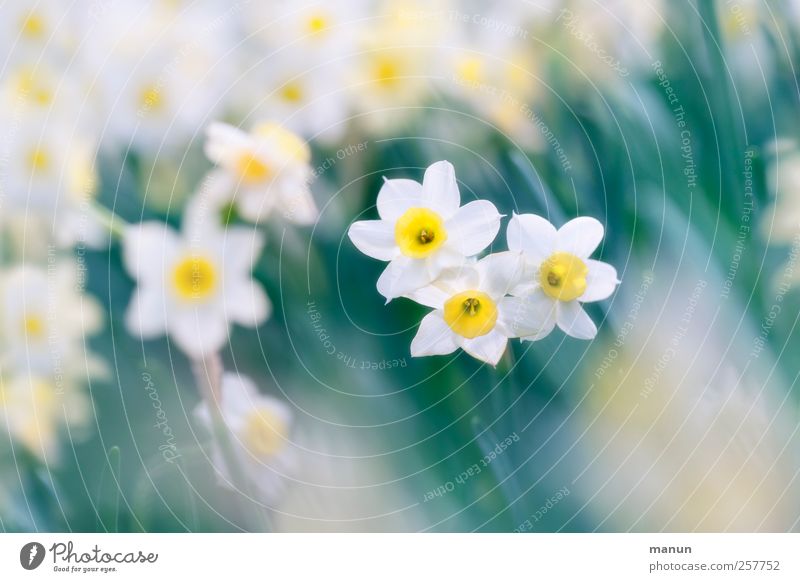 Easter may come Nature Spring Flower Blossom Wild daffodil Authentic Beautiful Natural Colour photo Exterior shot Deserted Contrast Shallow depth of field