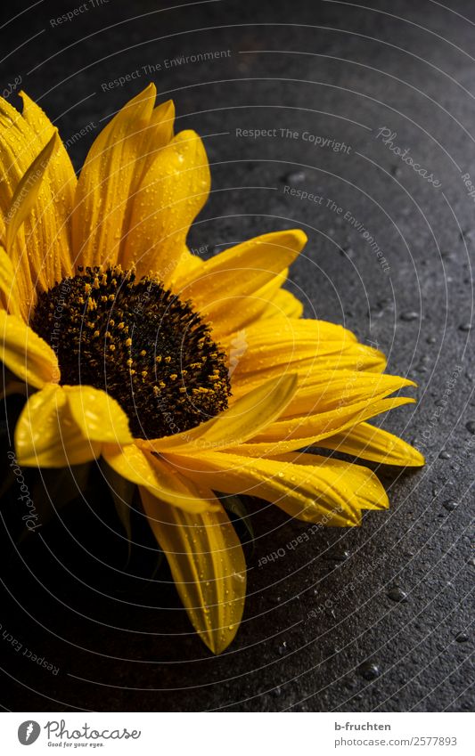 Sunflower with drops of water Feasts & Celebrations Funeral service Flower Blossom Stone Lie Wait Wet Yellow Power Desire Belief Religion and faith Beautiful