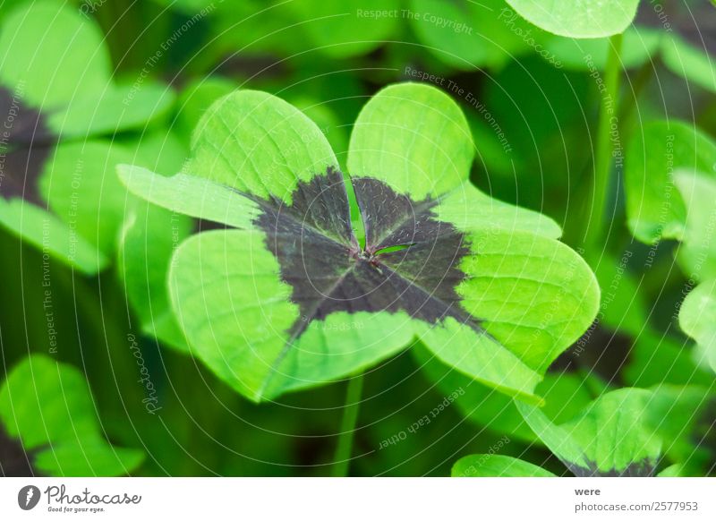 Close-up of a four-leaf lucky clover leaf Nature Leaf Foliage plant Healthy Happy blossoms congratulation Lucky Symbol Plant fibers profit St patricks day