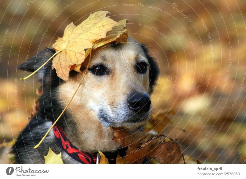 maple crown Nature Animal Autumn Leaf Park Forest Dog Animal face Pelt 1 Wait Natural Cute Soft Brown Yellow Contentment Loyal Love of animals Loyalty Peaceful