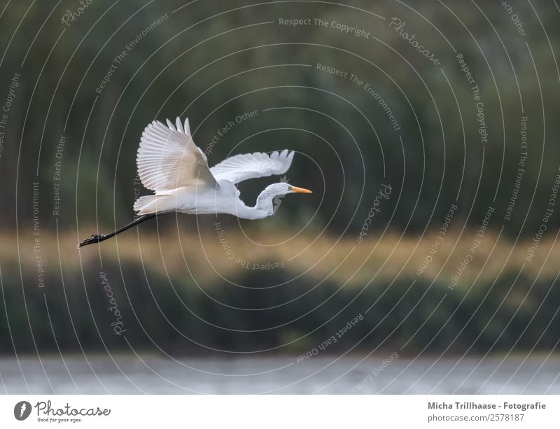 Flying Great White Egret Nature Animal Water Sun Sunlight Beautiful weather Plant Tree Bushes Lakeside Wild animal Bird Animal face Wing Claw Great egret