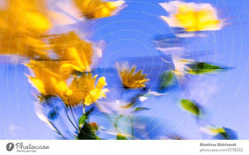 Dance of the flowers Environment Nature Plant Sky Blossom Jerusalem artichoke Movement Blossoming Happiness Blue Yellow Spring fever Beautiful Life Energy