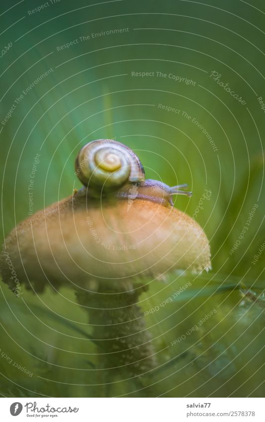 fungus infection Environment Nature Autumn Plant Grass Wild plant Mushroom Meadow Forest Animal Snail 1 Exceptional Brown Green Mobility Perspective