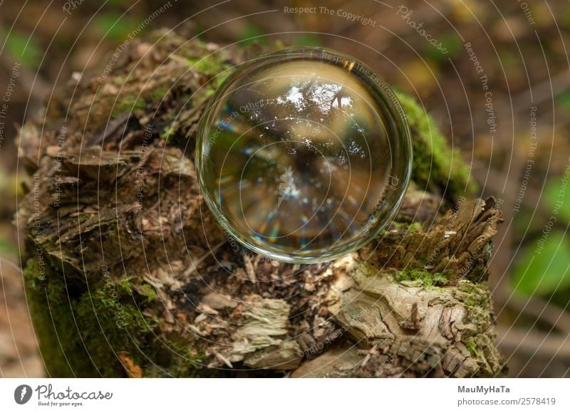 Crystal Ball Nature Plant Earth Air Spring Summer Autumn Tree Grass Wild plant Garden Park Forest Mirror Wood Glass Happy Euphoria Cool (slang) Optimism Success