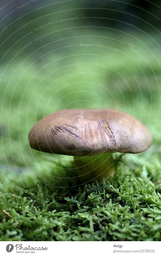 chestnut boletus Environment Nature Plant Autumn Moss Mushroom Cep Forest Stand Growth Authentic Small Natural Brown Green Colour photo Subdued colour