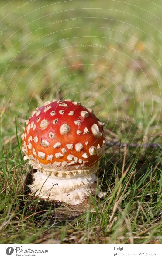 little poison dwarf Environment Nature Plant Autumn Beautiful weather Grass Mushroom Amanita mushroom Park Meadow Stand Growth Esthetic Uniqueness Small Natural