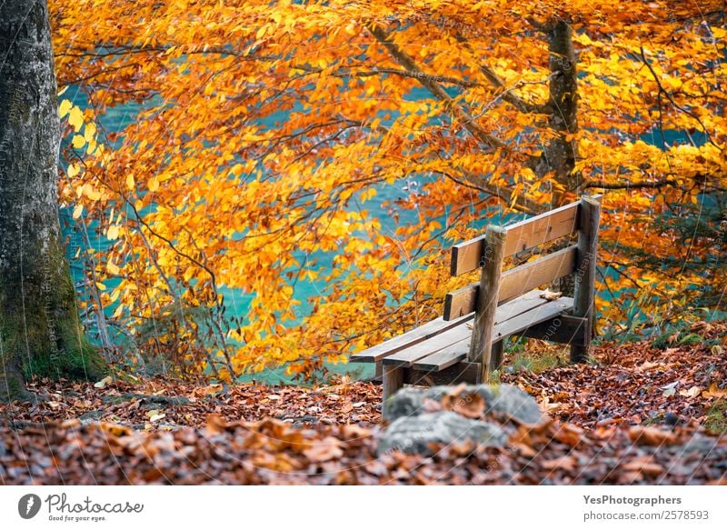 Wooden bench in autumn scenery Leisure and hobbies Vacation & Travel Hiking Thanksgiving Nature Autumn Beautiful weather Leaf Forest Old Natural Alpsee lake