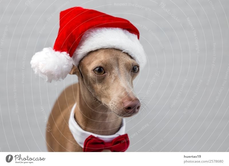 Dog with a Santa Claus hat Happy Beautiful Feasts & Celebrations Christmas & Advent New Year's Eve Friendship Animal Hat Pet 1 Friendliness Happiness Funny