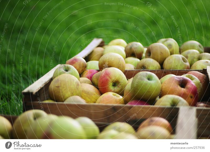 musk apples Food Fruit Apple Organic produce Vegetarian diet Juice Environment Nature Autumn Beautiful weather Meadow Field Good Delicious Natural Juicy Sour