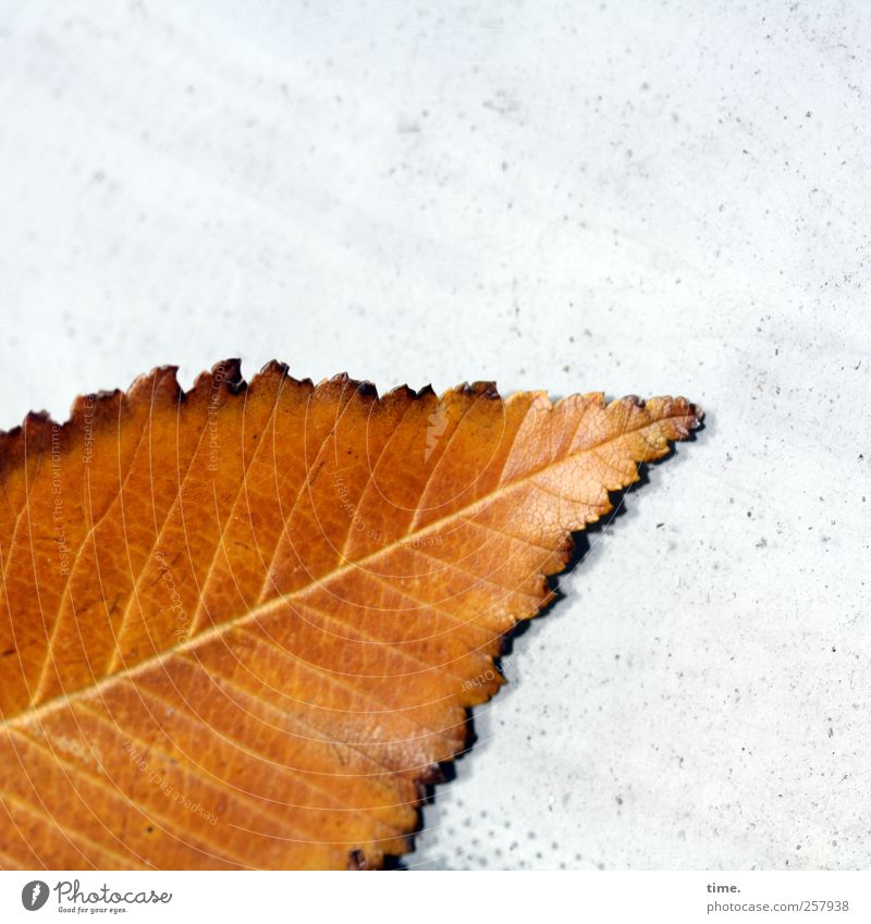 deathbed Plant Leaf Car Windscreen Brown Yellow White Beech leaf Glittering Diagonal Colour photo Exterior shot Close-up Detail Pattern Structures and shapes