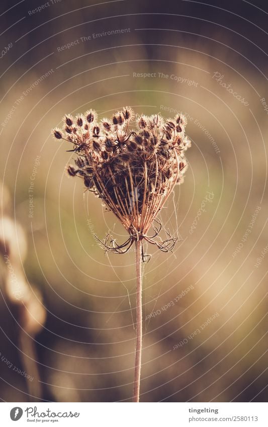 weeds don't go away Environment Nature Plant Drought Wild plant Meadow Field Near Dry Brown Green Weed Spider's web Sphere Seed Shriveled Faded Thorny