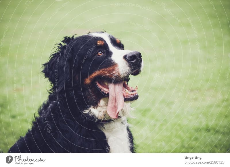 expectant Nature Meadow Animal Pet Dog Animal face Pelt 1 Observe Laughter Looking Wait Happiness Large Funny Brown Green Orange Black Bernese Mountain Dog