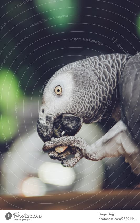 hungry Nature Animal Bird Wing Parrots 1 Eating Feeding Exotic Happy Yellow Gray Green Eyes Metal coil Beak Tongue Colour photo Subdued colour Exterior shot