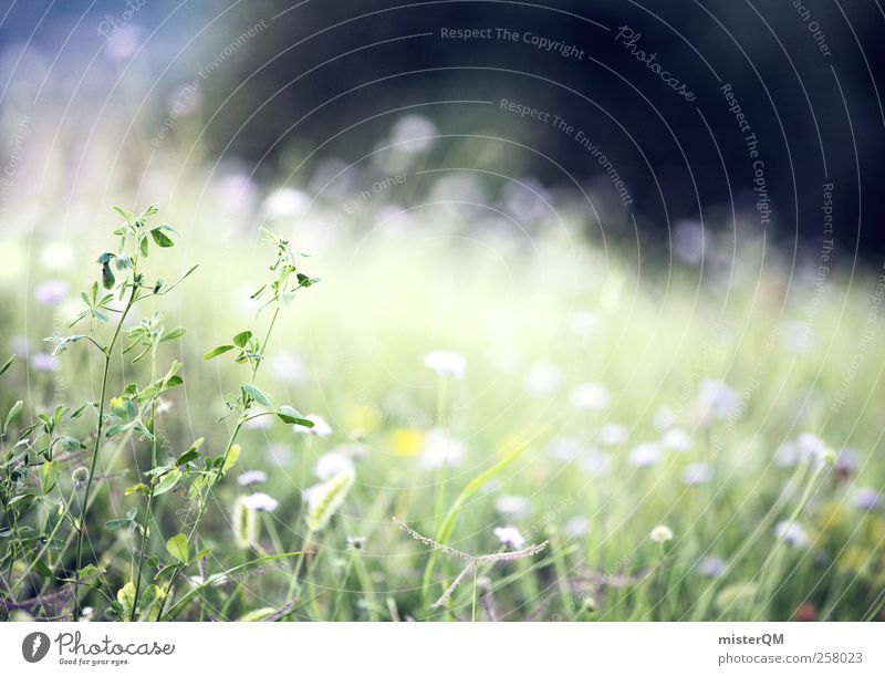 So fluffy! Art Esthetic Meadow Grass Grass blossom Calm Meditation Relaxation Clearing Green Juicy Fresh Spring Soft Delicate Blade of grass Fantastic