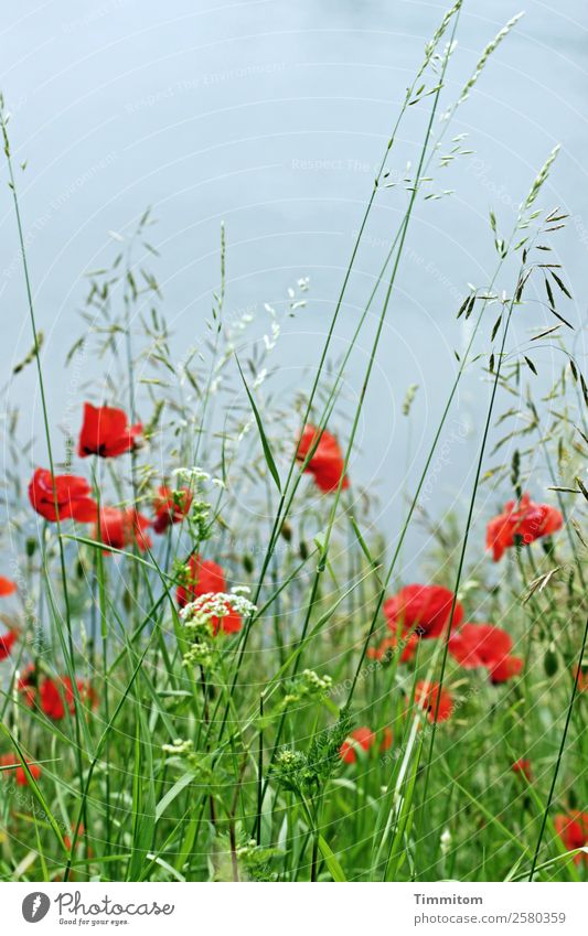 Birthday poppies Environment Nature Elements Water Plant Grass Poppy Poppy blossom Meadow Blossoming Growth Natural Blue Green Red Emotions