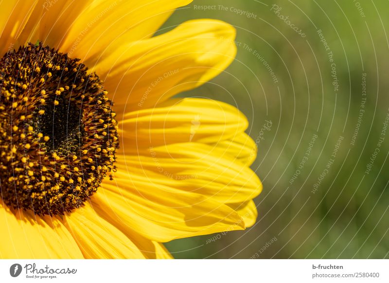 sunflower Summer Sun Garden Agriculture Forestry Plant Leaf Blossom Agricultural crop Friendliness Happiness Yellow Green Optimism Power Warm-heartedness