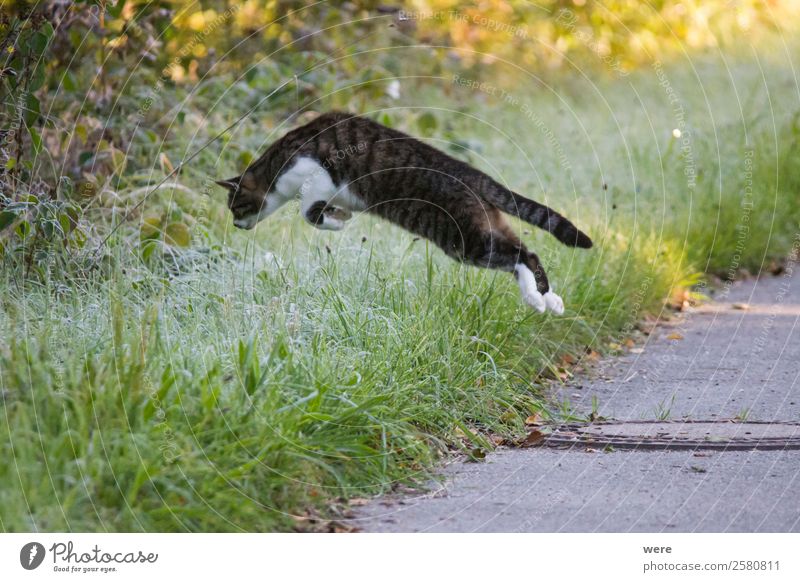 Cat on Mouse Hunt leaps in maturing covered grass Nature Animal Pet 1 Catch Flying To feed Hunting Jump Soft cat's hair copy space cuddly cuddly soft dead fly