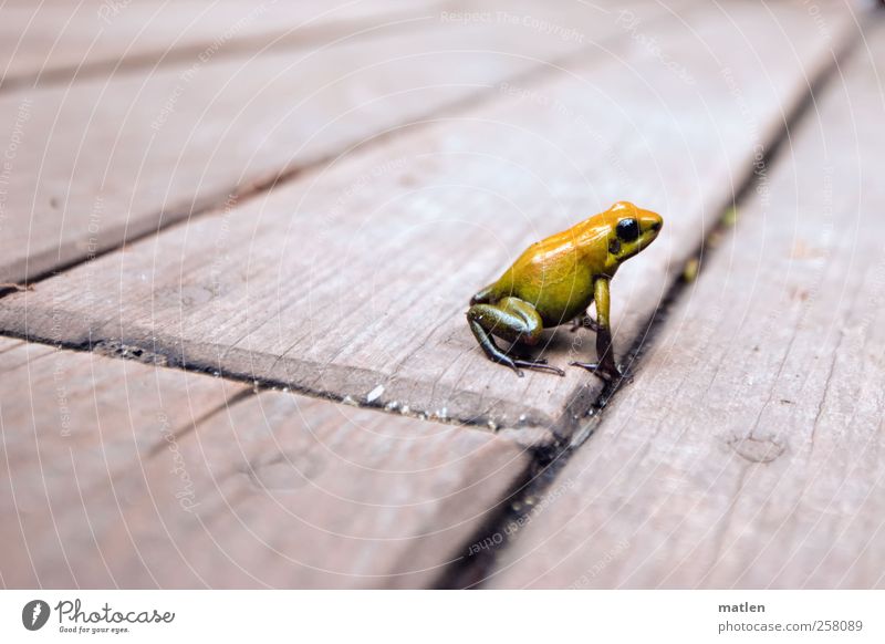 runaways Animal Frog 1 Wood Crouch aimless Wooden board Yellow Light brown Refugee Colour photo Deserted Copy Space left Copy Space top Copy Space bottom Day