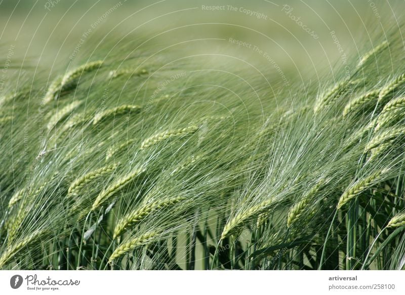 Early summer ears of corn Nature Animal Summer Plant Agricultural crop Field Emotions Wheat Wheatfield Wheat ear Foliage plant Green Colour photo Exterior shot