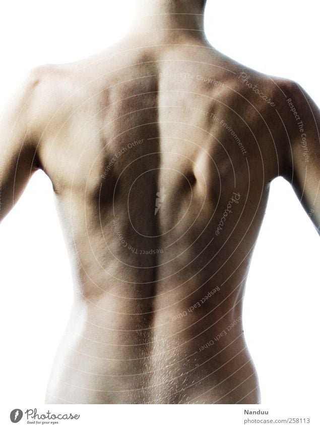 anatomy Human being Athletic Torso Back back muscles Back pain Spinal column Musculature Colour photo Subdued colour Interior shot Studio shot Isolated Image