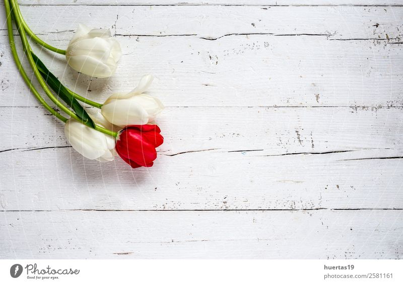 Floral background with red and white tulips Elegant Style Valentine's Day Nature Plant Flower Tulip Leaf Bouquet Natural Green Love Colour Ranunculus decor