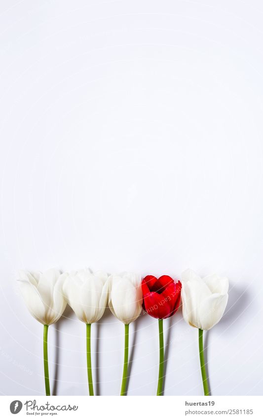 Floral background with red and white tulips Valentine's Day Nature Plant Flower Tulip Leaf Bouquet Natural Above Green Red White Love Romance Colour decor