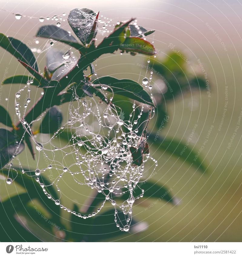 spider's web Nature Landscape Water Autumn Foliage plant Garden Park Meadow Field Forest Natural Yellow Green Black White Spider's web Dew Muddled