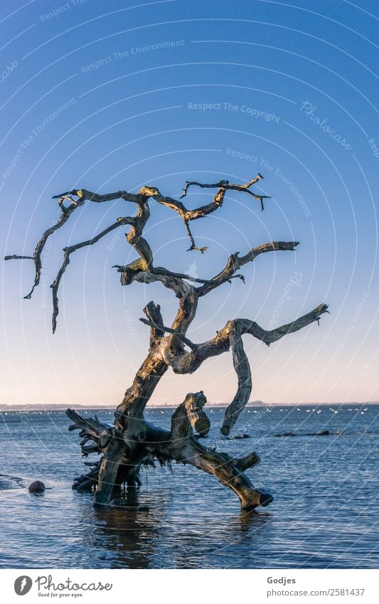 old weathered tree in the water Nature Water Cloudless sky Horizon Winter Beautiful weather Tree Waves coast Beach Boddenlandscape NP Lie Stand Old Exceptional