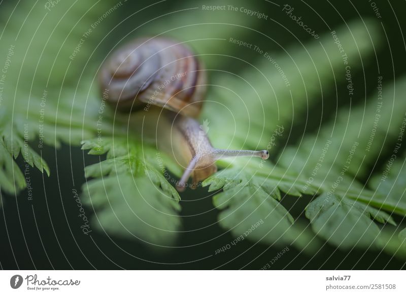 eyes ahead Environment Nature Plant Animal Fern Leaf Snail Mollusk 1 Lanes & trails Advertising Target Feeler Slowly Crawl Contrast Touch Colour photo