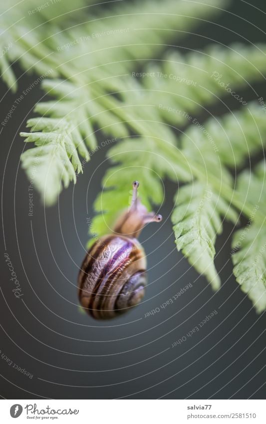 Screw Climbing Nature Plant Fern Leaf Wild plant Forest Animal Snail Brown-lipped snail 1 Hang Small Gray Green Black Speed Mobility Lanes & trails Slowly