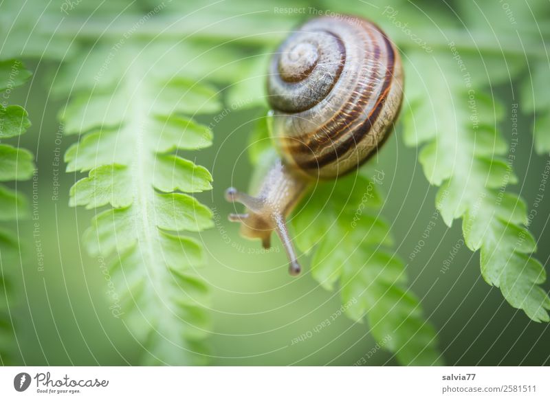 between fern leaves Nature Plant Fern Leaf Foliage plant Wild plant Animal Snail 1 Natural Green Lanes & trails Climbing Structures and shapes Feeler Crawl