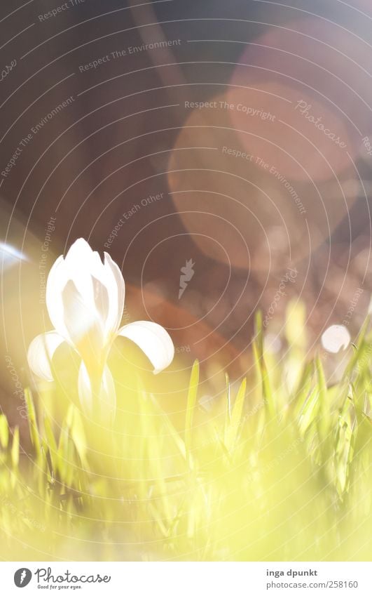 SPRING MESSENGERS Environment Nature Landscape Plant Water Drops of water Sun Sunlight Spring Weather Beautiful weather Warmth Flower Grass Blossom Wild plant