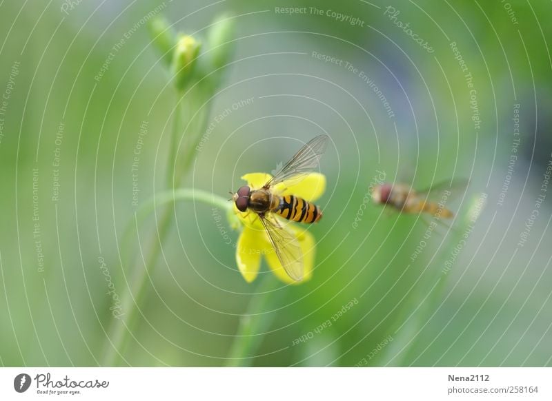 "Mine!" Nature Plant Animal Spring Summer Blossom Garden Meadow Field Fly Bee Wing 2 Flying Yellow Hover Hover fly Free Striped Marsh marigold Crowfoot