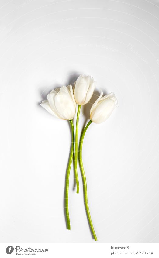 Floral background with white tulips Elegant Style Valentine's Day Nature Plant Flower Tulip Leaf Bouquet Natural Above Green White Safety (feeling of) Love