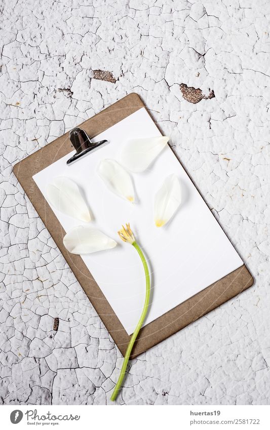 Clipboard with flowers on white background Elegant Style Design Valentine's Day Science & Research Work and employment Office work Flower Paper Love Natural