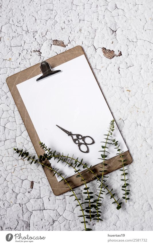 Clipboard with plant leaf Elegant Style Design Work and employment Office work Nature Plant Leaf Paper Natural Above Original Green sheet Tropical background