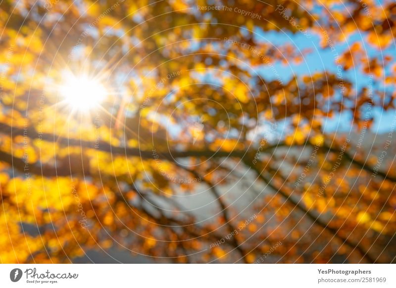 Sunshine through autumn leaves out of focus Design Wallpaper Environment Nature Sunlight Autumn Beautiful weather Leaf Bright Natural Yellow Gold Colour