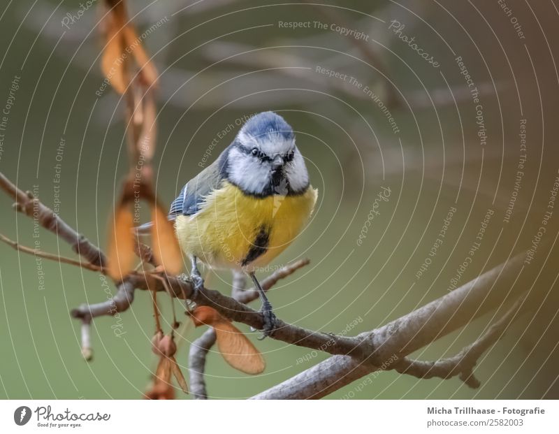 Blue tit in autumn Nature Animal Sunlight Tree Leaf Autumn leaves branches Twigs and branches Wild animal Bird Animal face Wing Claw Tit mouse Eyes 1 Observe