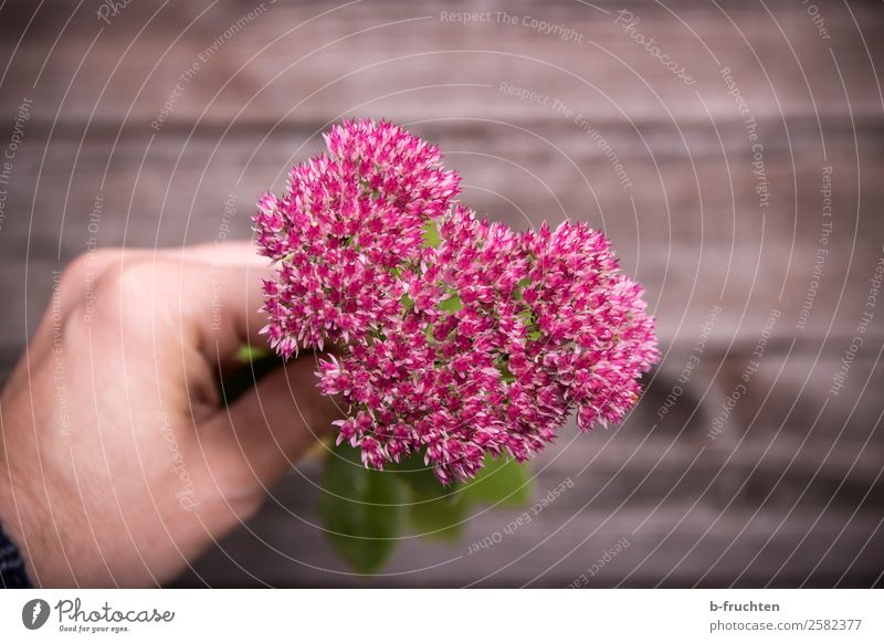 floral greeting Garden Gardening Hand Fingers Heart Select To hold on Simple Fresh Beautiful Pink Joie de vivre (Vitality) Blossom leave Blossoming Bouquet