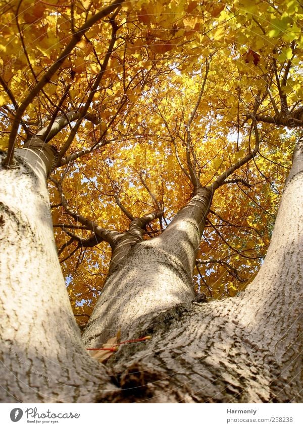 TREE CROWN Nature Plant Autumn Beautiful weather Tree Forest Brown Yellow Safety Protection Safety (feeling of) Hope Idyll Tree trunk Tree bark Treetop