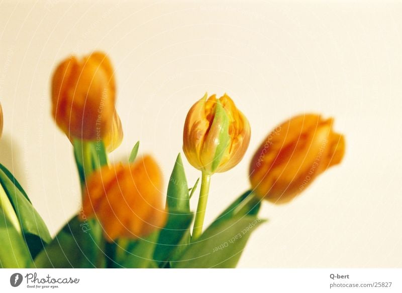 tulips Flower Tulip Style Blossom Photographic technology Detail Nature Bouquet Colour