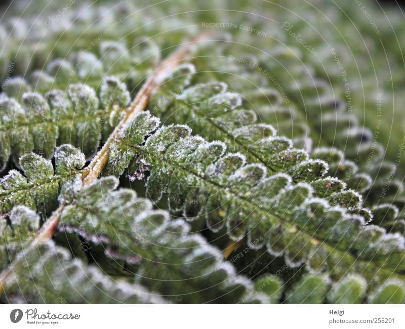 wintry... Environment Nature Plant Winter Ice Frost Fern Leaf Foliage plant Wild plant Growth Esthetic Exceptional Cold Natural Brown Green White Bizarre
