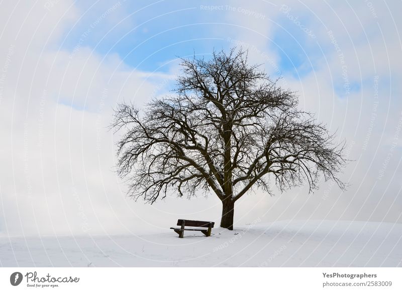 Single tree with bench and snow Calm Winter Snow Nature Landscape Sky Weather Beautiful weather Tree Happy Infinity Bright Natural Loneliness February Germany