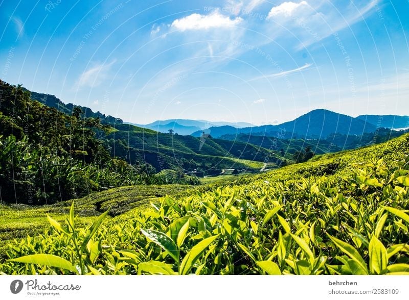 soothing tea Vacation & Travel Tourism Trip Adventure Far-off places Freedom Environment Nature Landscape Sky Plant Leaf Agricultural crop Tea plants