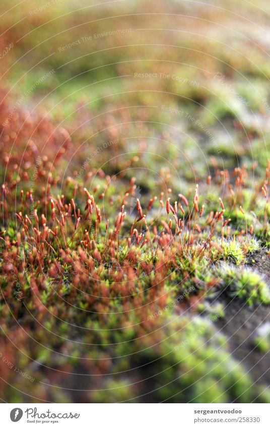 instead of flowers Garden Environment Nature Plant Moss Wild plant Growth Simple Small Near Natural Beautiful Green Red Moody Unwavering Eternity Bizarre Senses